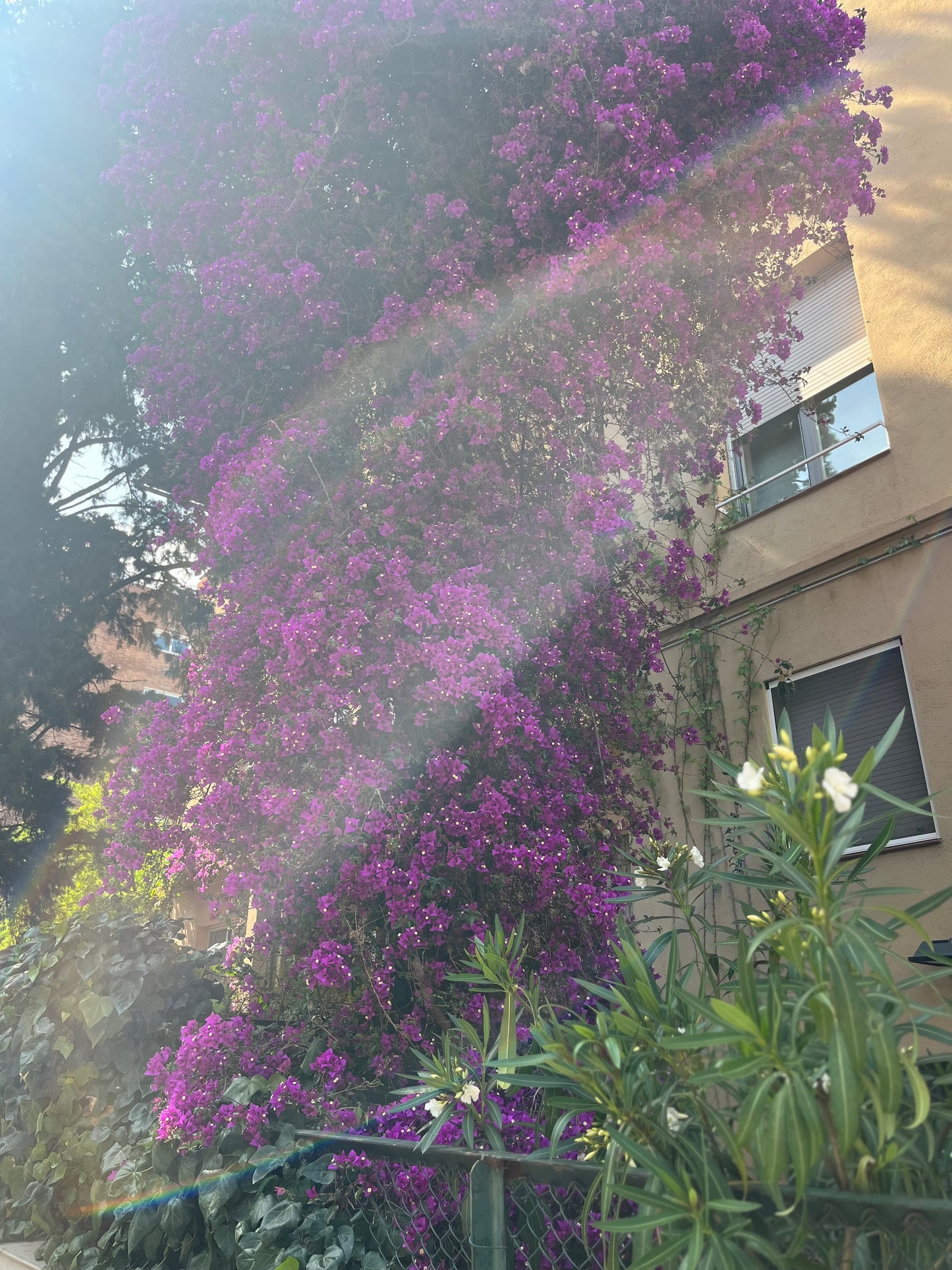 Reiki - Energy Healing - 20 Mins